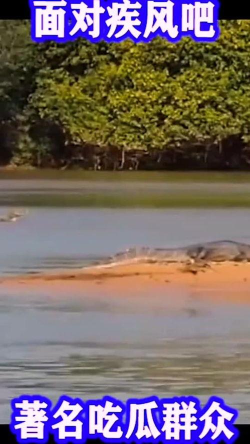 狂风吃瓜群众,吃瓜群众热议风云变幻