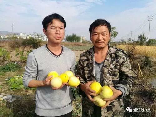 吃瓜群众巍山,揭秘这座古城的瓜田传奇